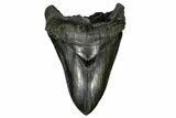 Fossil Megalodon Tooth - South Carolina #170585-1